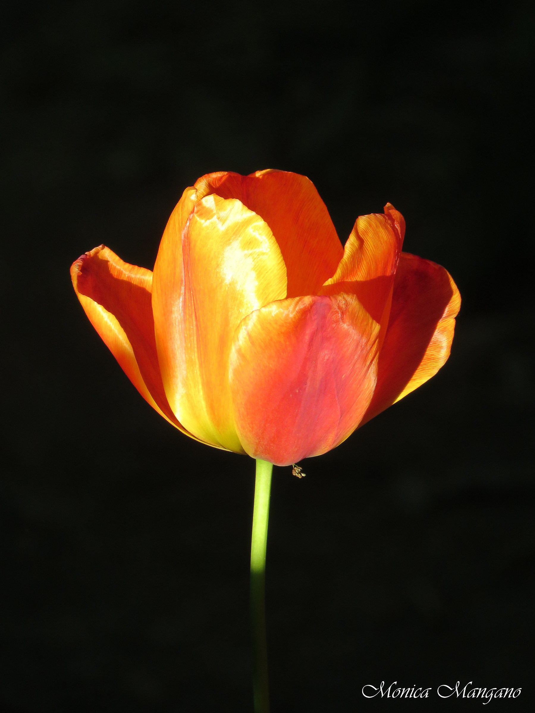 Tulipano - Chiaroscuro