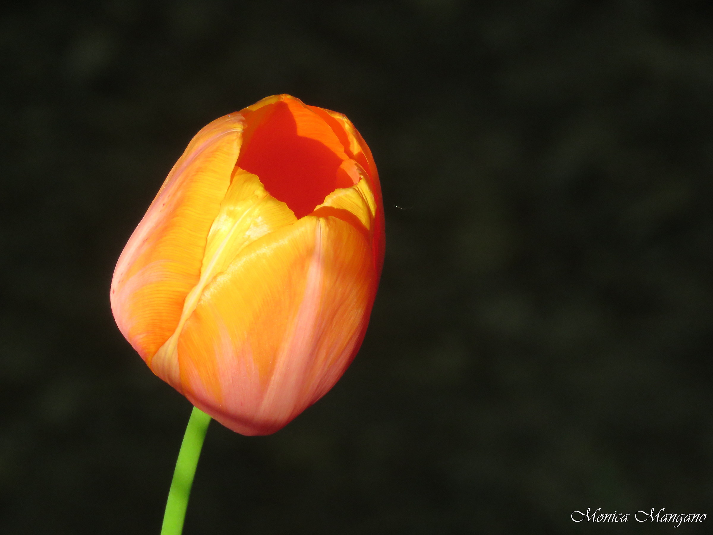 Tulipano - Chiaroscuro