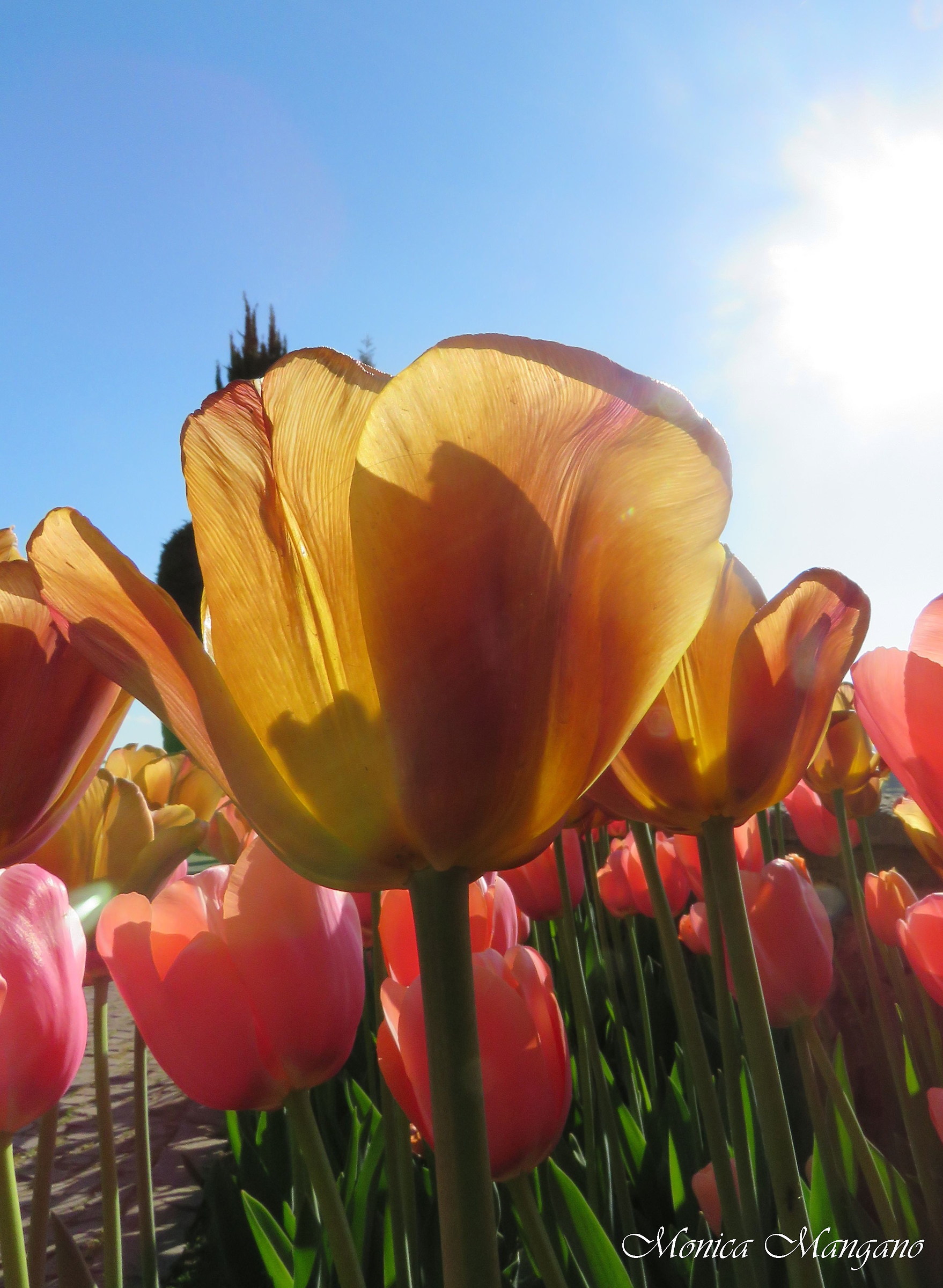 Tulipani - Trasparenze