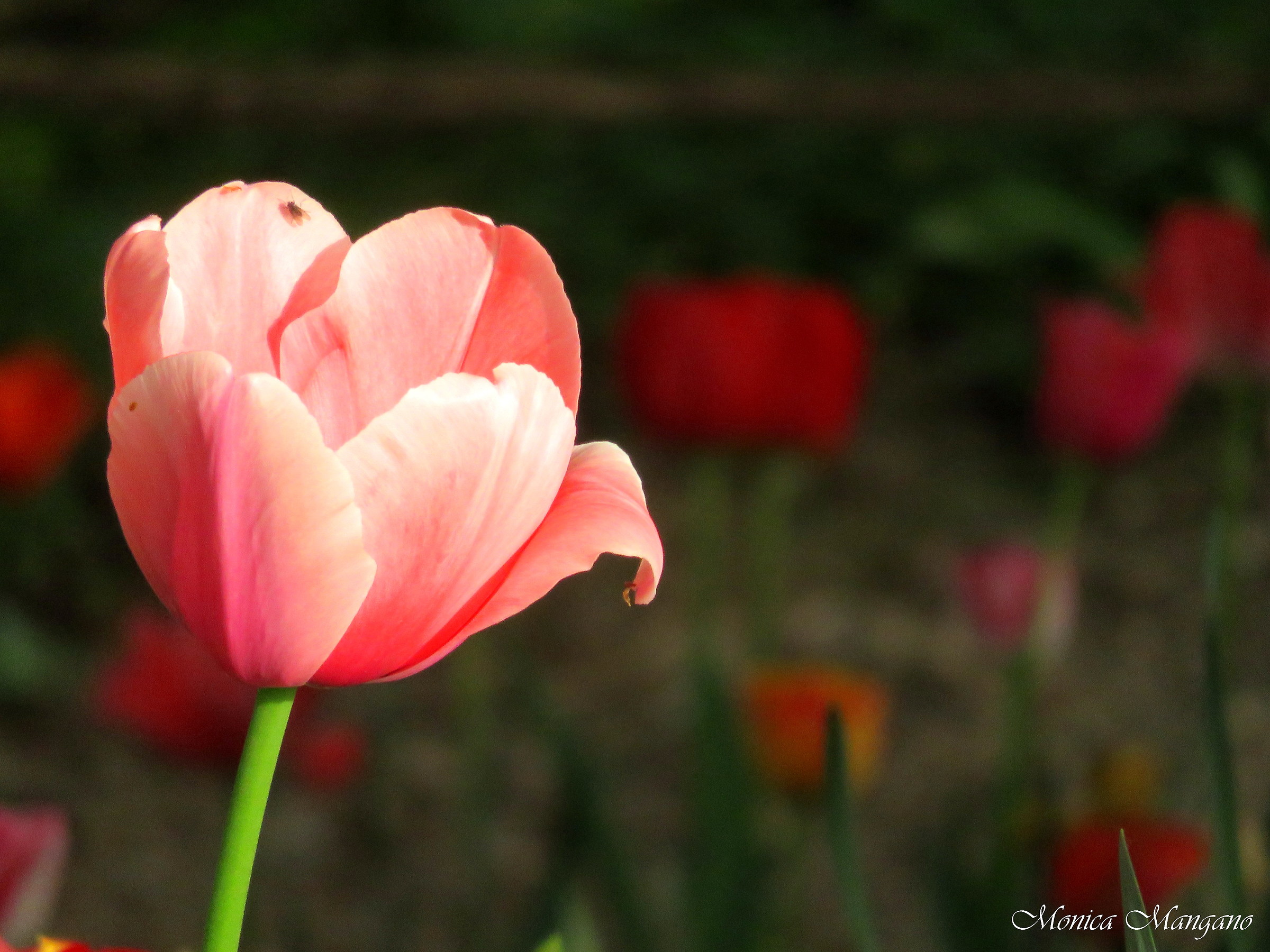 Tulipano - Chiaroscuro