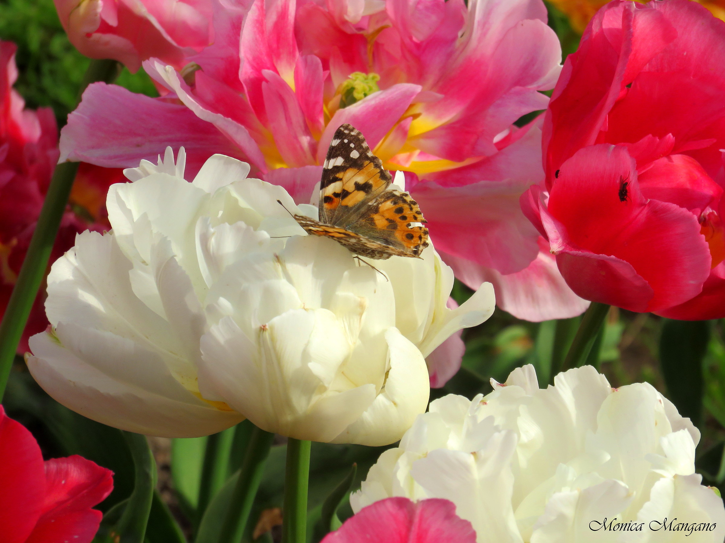 Tulipano con farfalla
