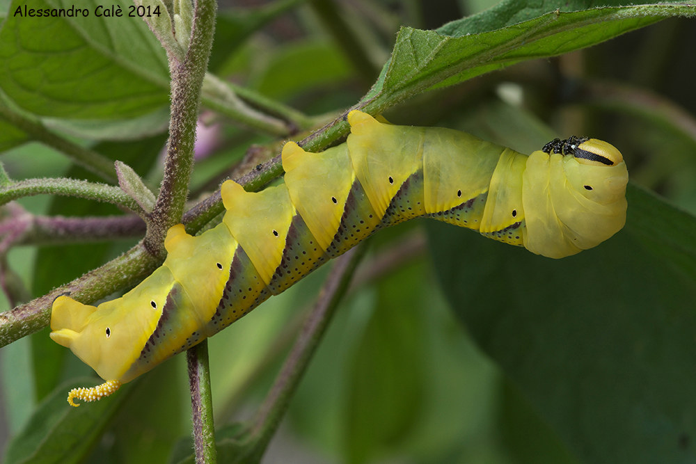 Acherontia atropos (death's-head sphinx caterpillar)