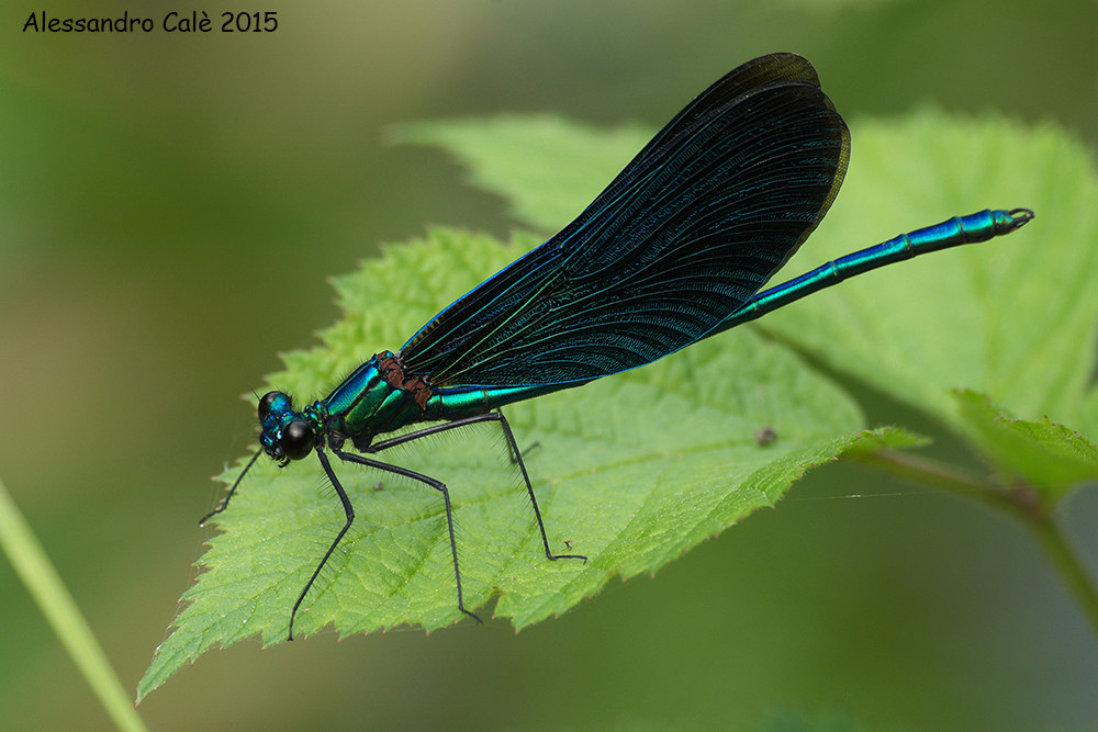 Calopteryx virgo 3265