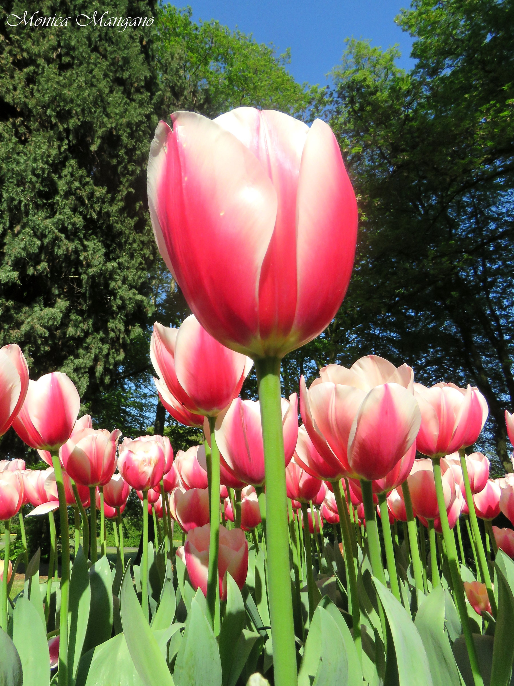Tulipani