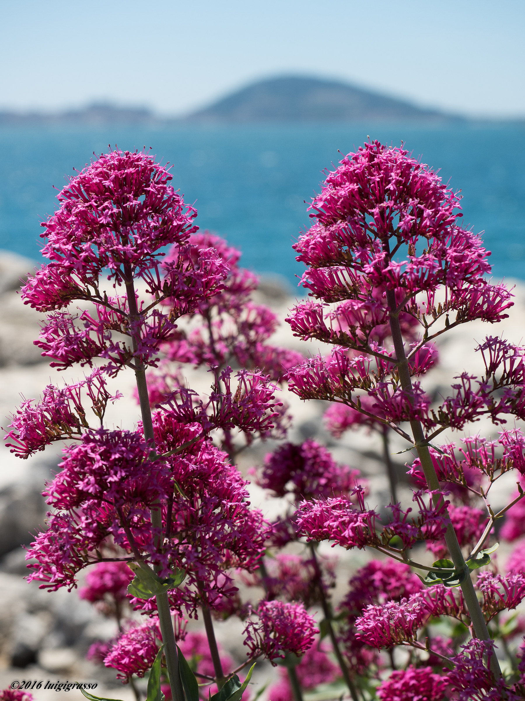 Flowers under the Ulysses Coast