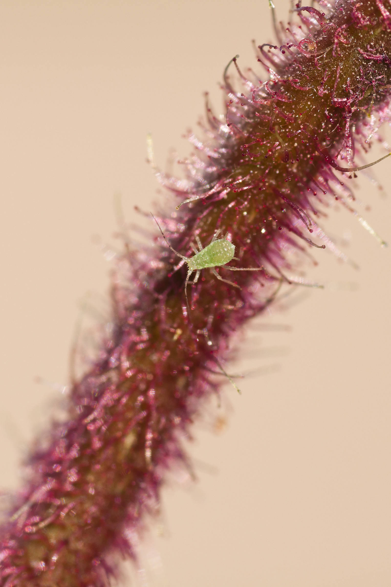 aphid
