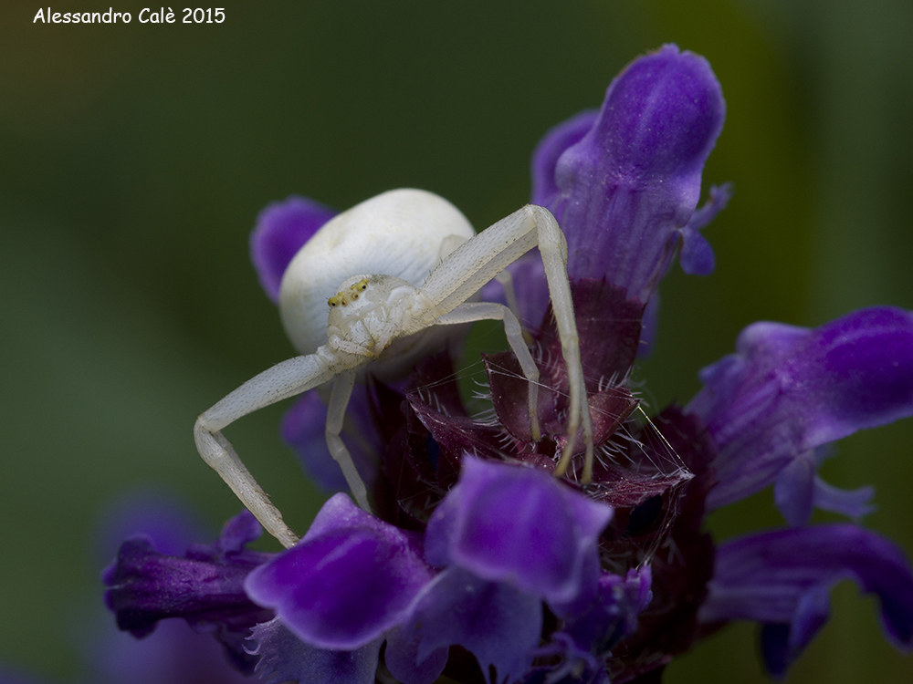 Misumena vatia 3431