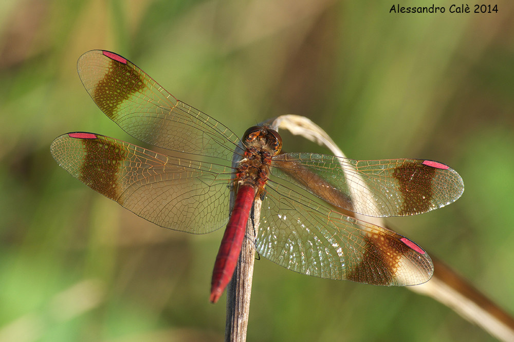 Trametes versicolor (Poliporo Colorful shelf) 172