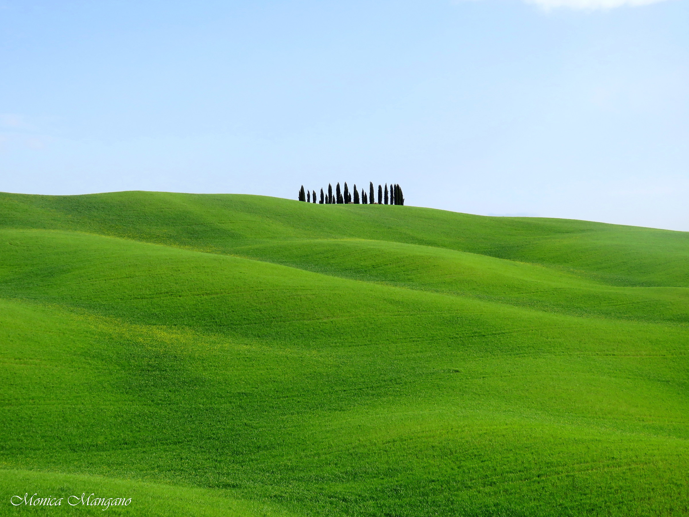The cypress of San Quirico d'Orcia