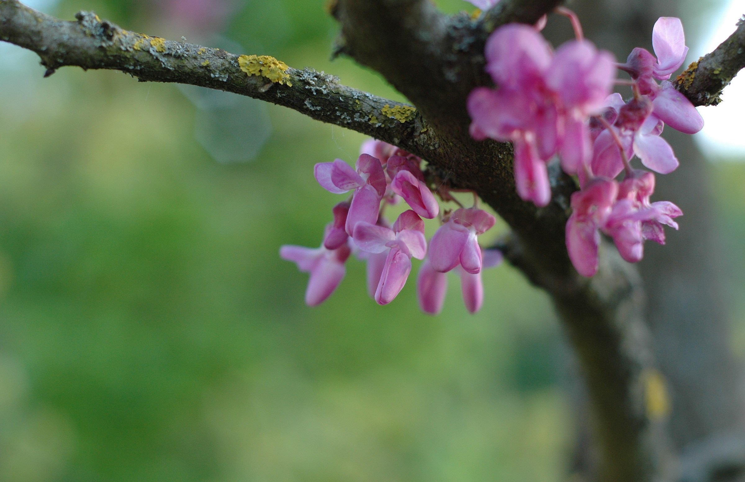 Judas tree