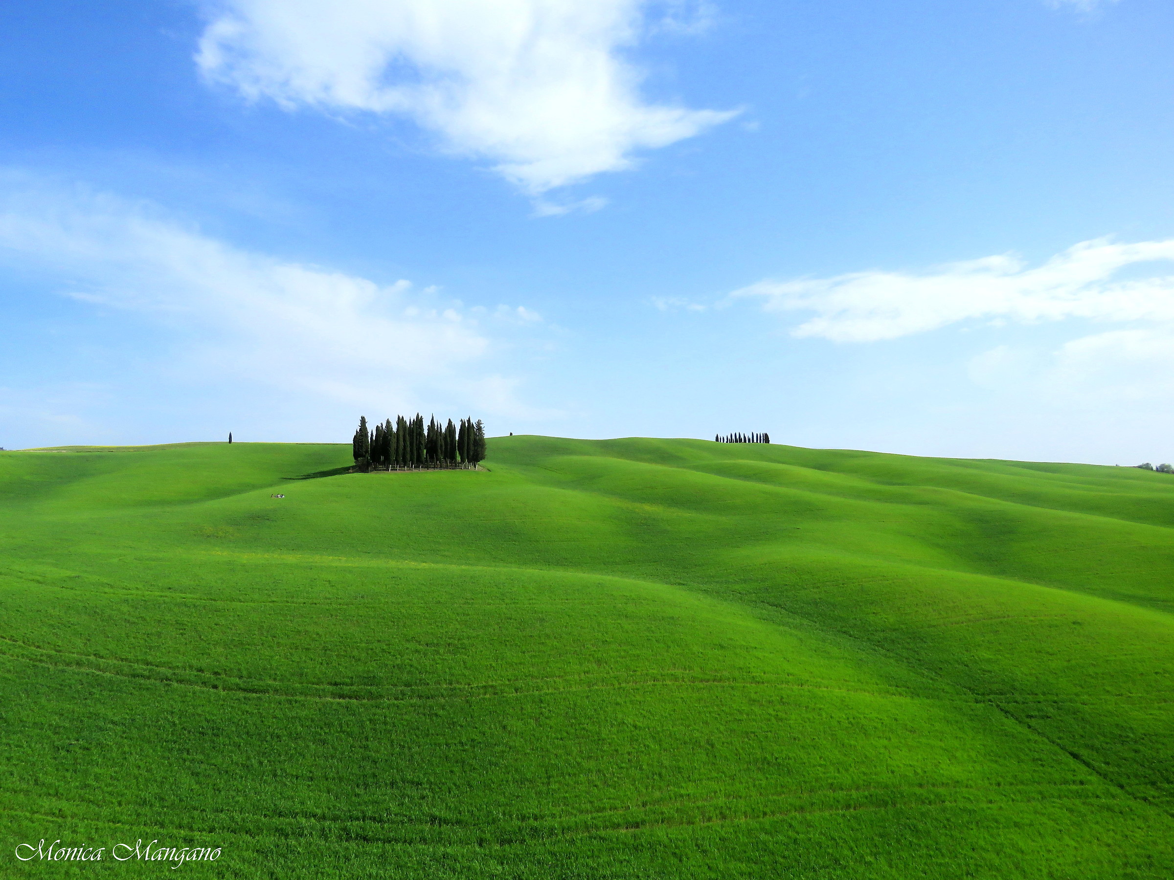 The cypress of San Quirico d'Orcia