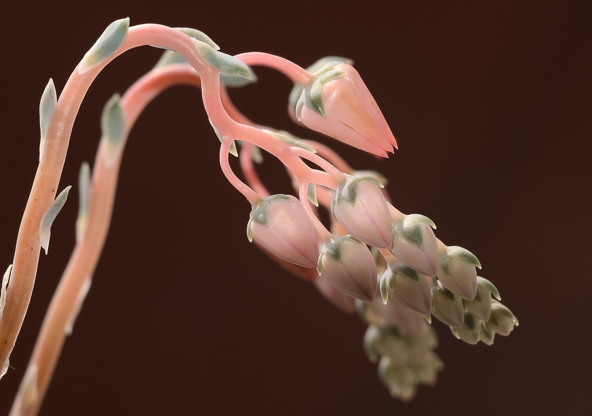 Meeting-Fusion-Abandonment.