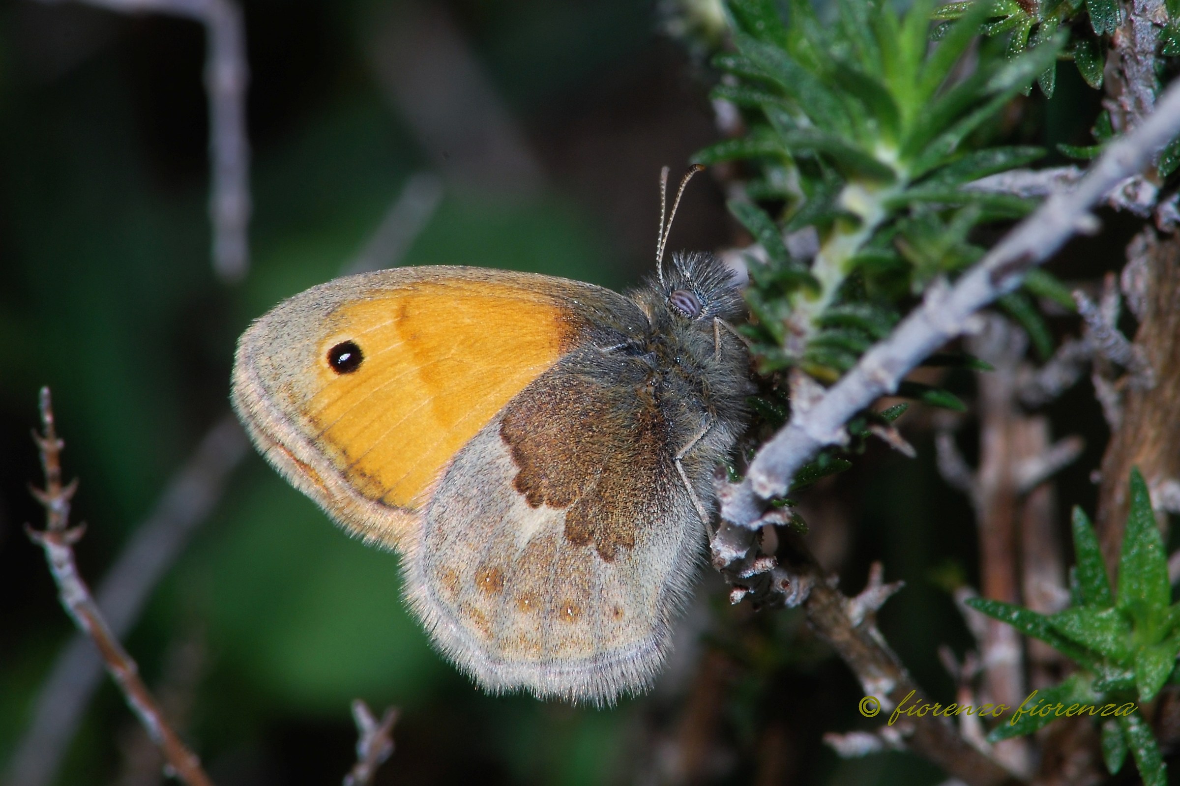 Coenonympha pamphilus
