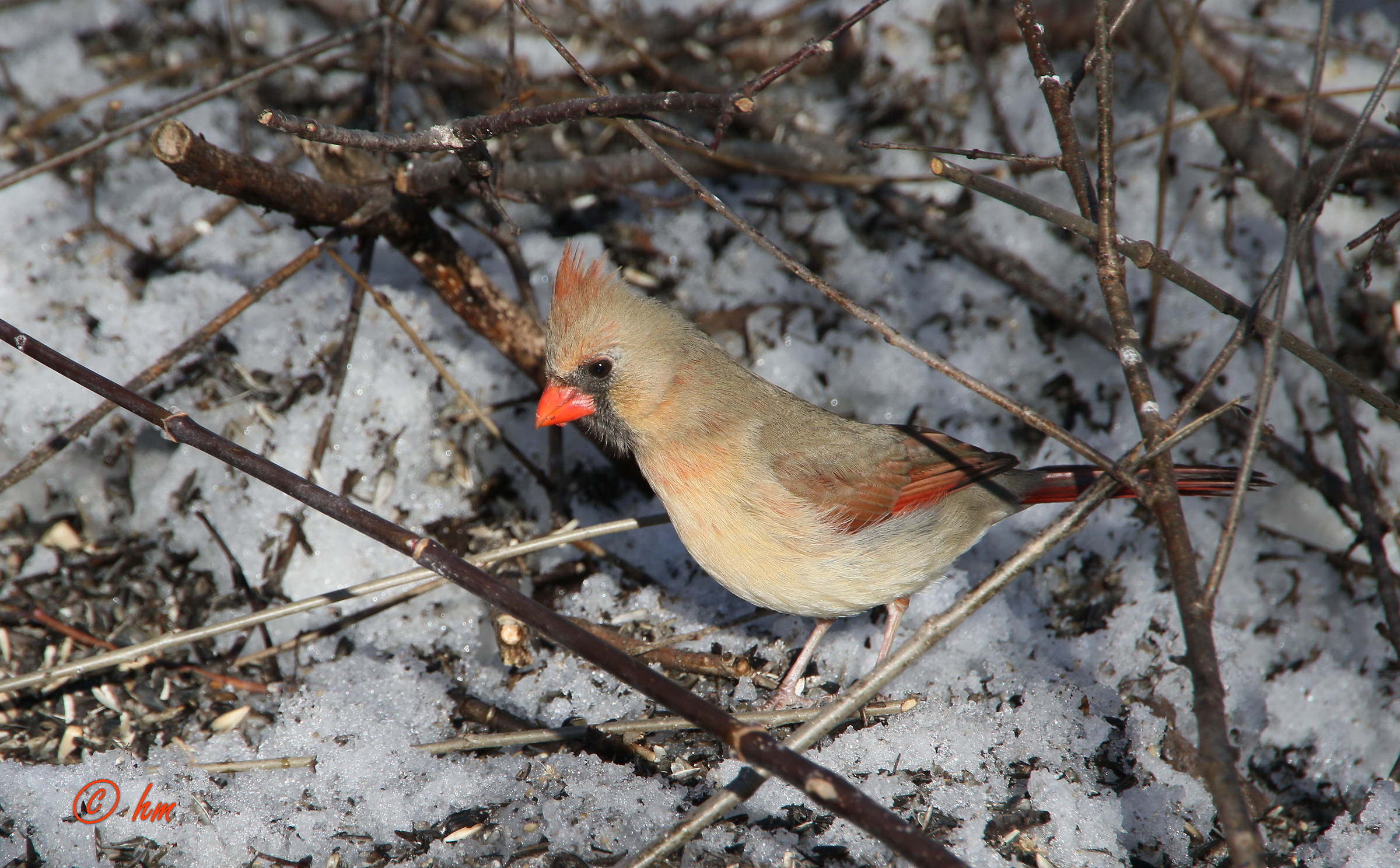 Cardinale rosso, femmina (Cardinalis cardinalis)
