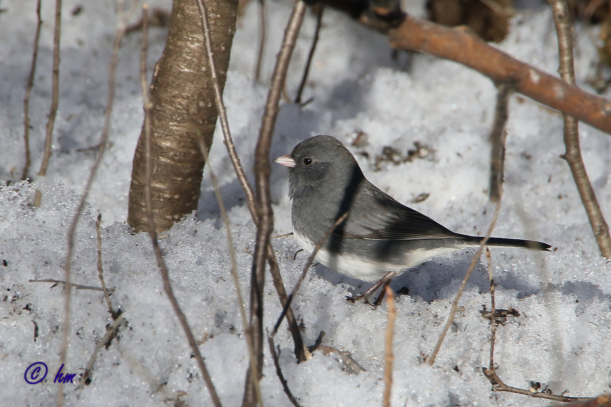 Junco hyemalis