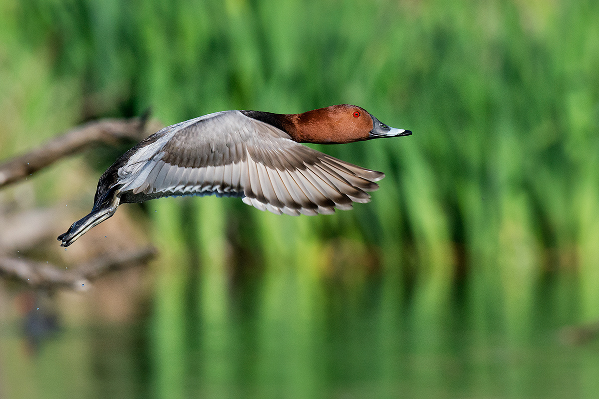 Pochard in flight