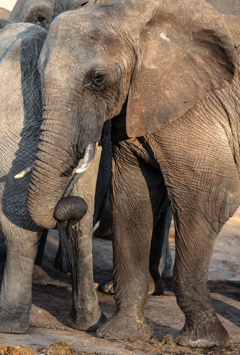 Non mi fai bere?Io ti tiro la coda!