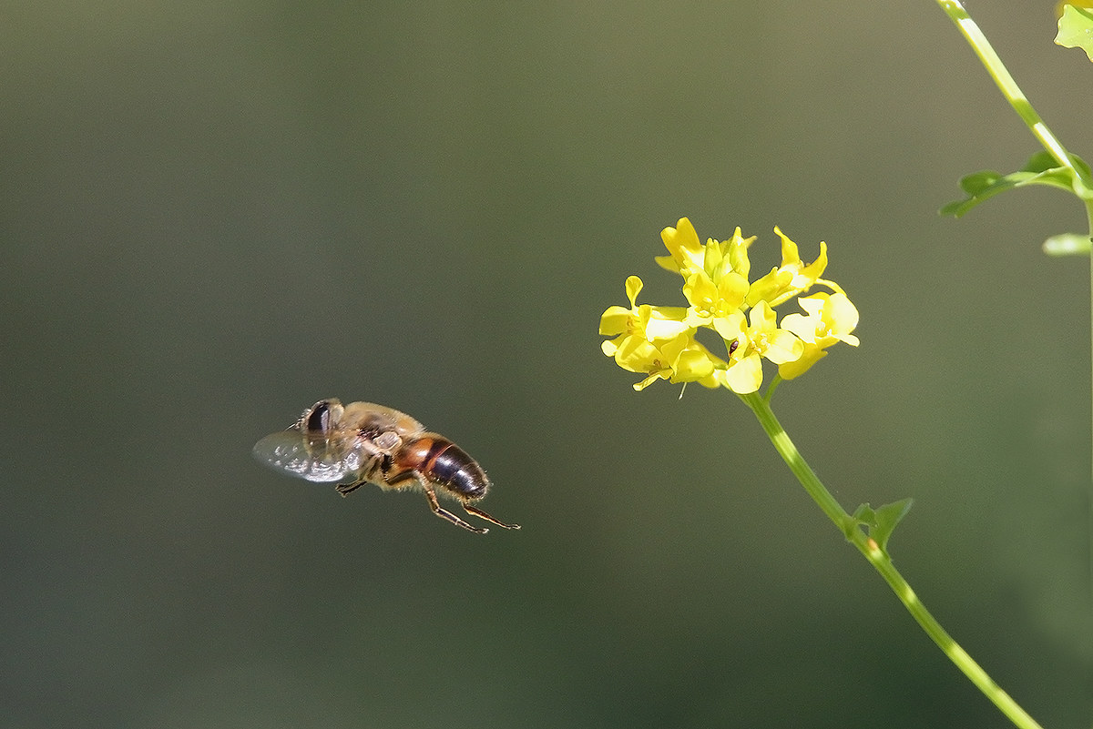 from flower to flower