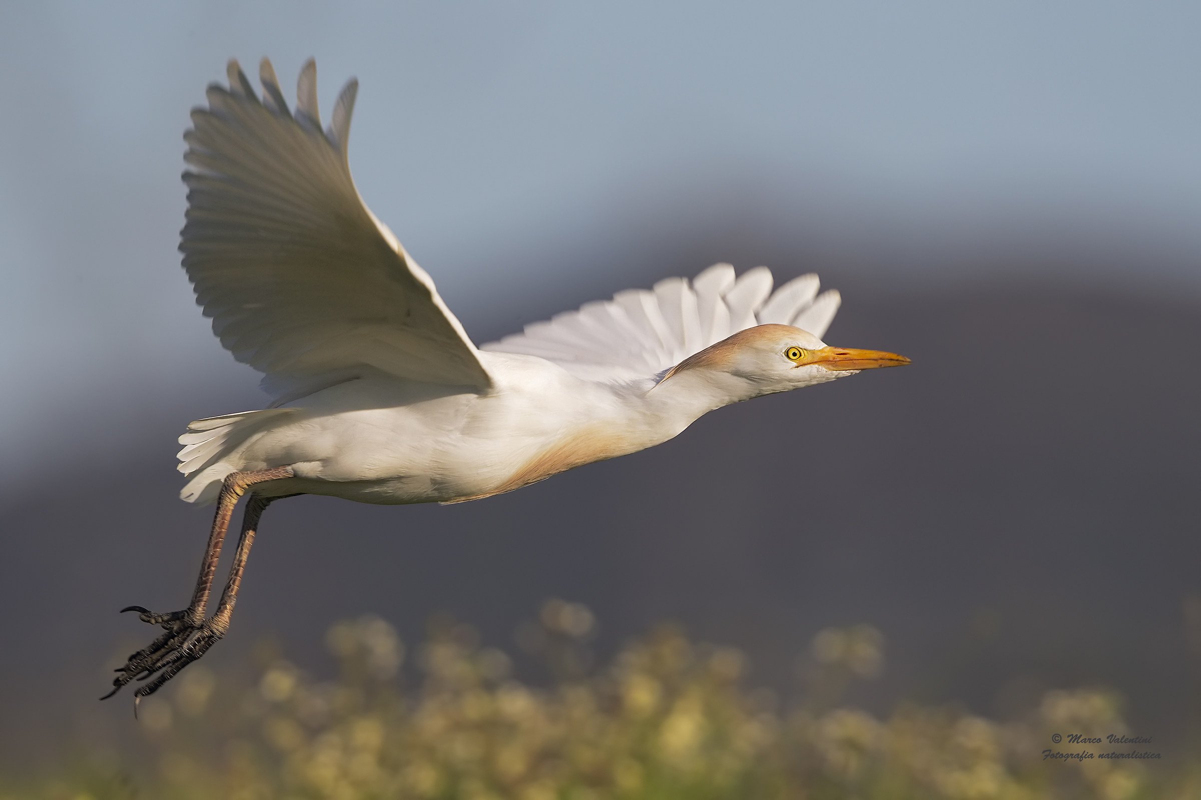 Egret in flight