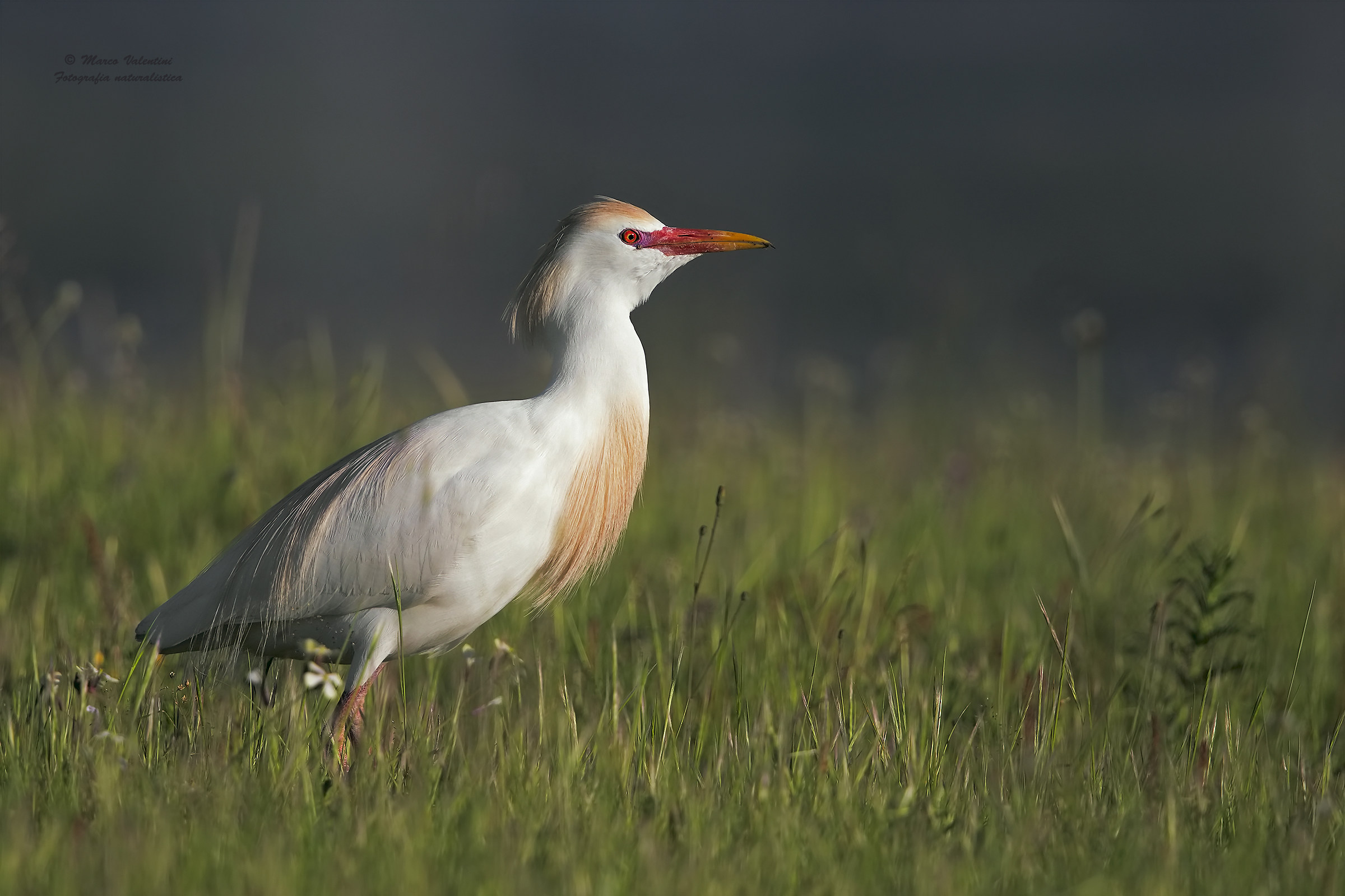 Egret wedding