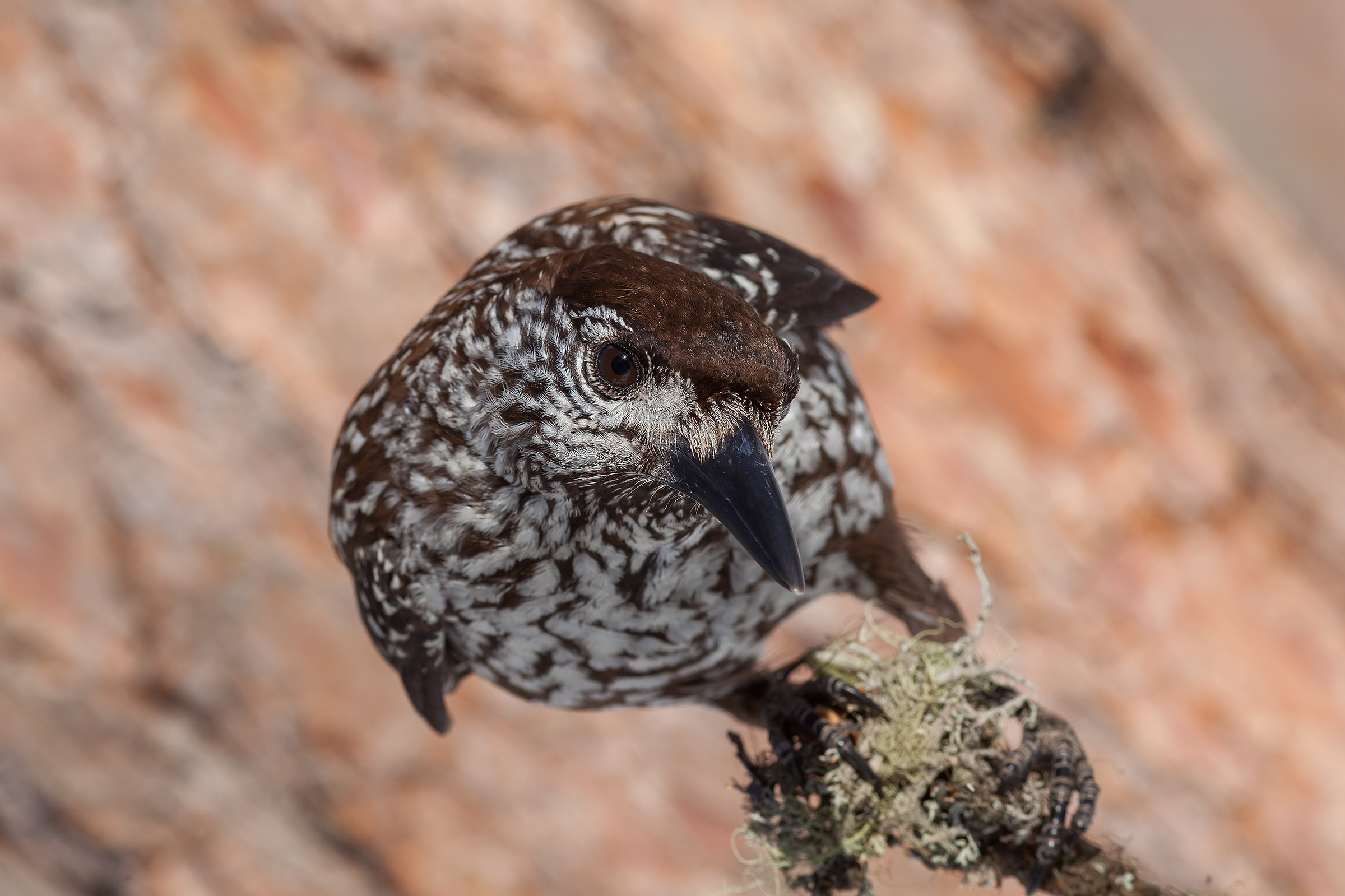 Hey, beautiful, what are you doing 'tonight?