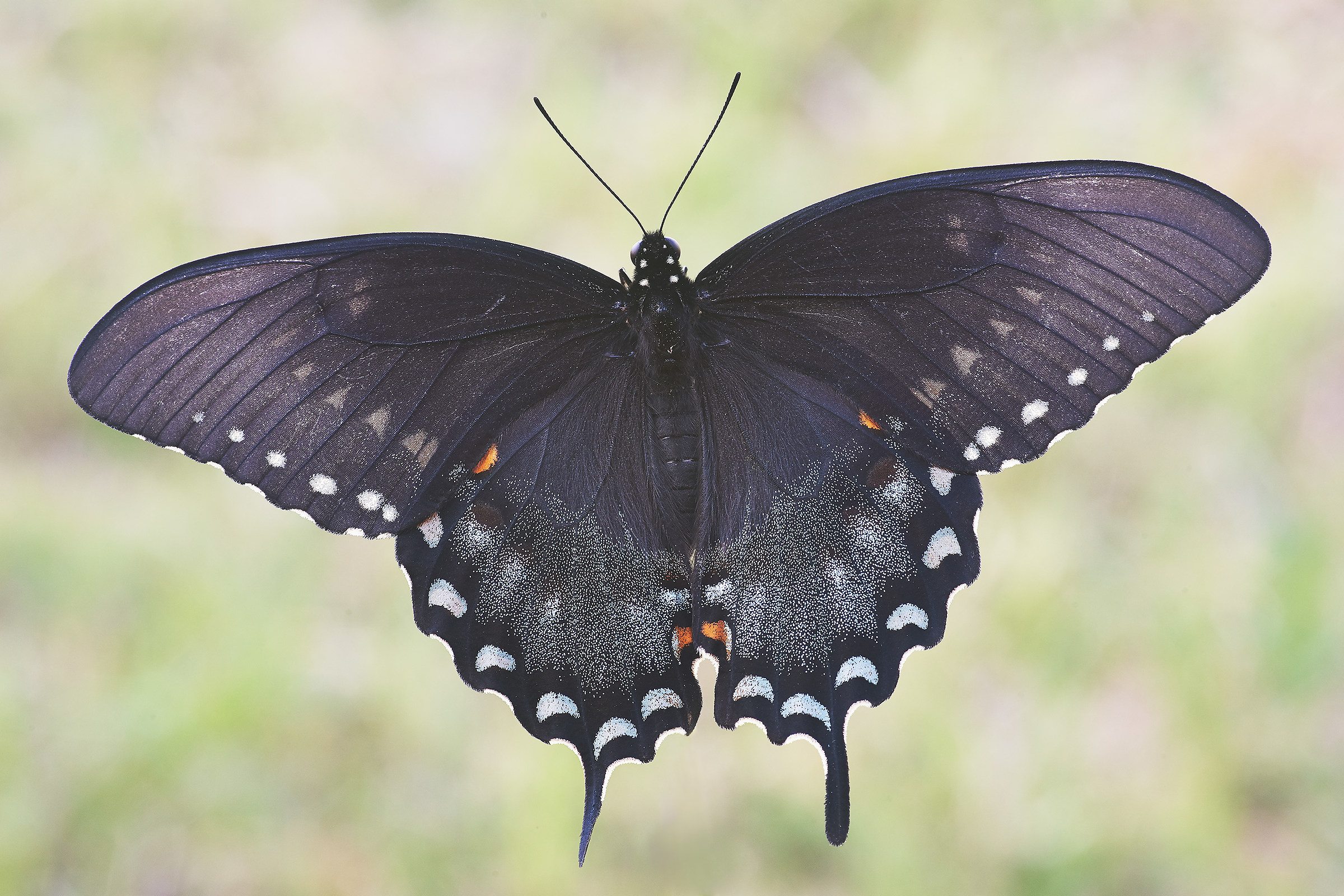 Papilio troilus