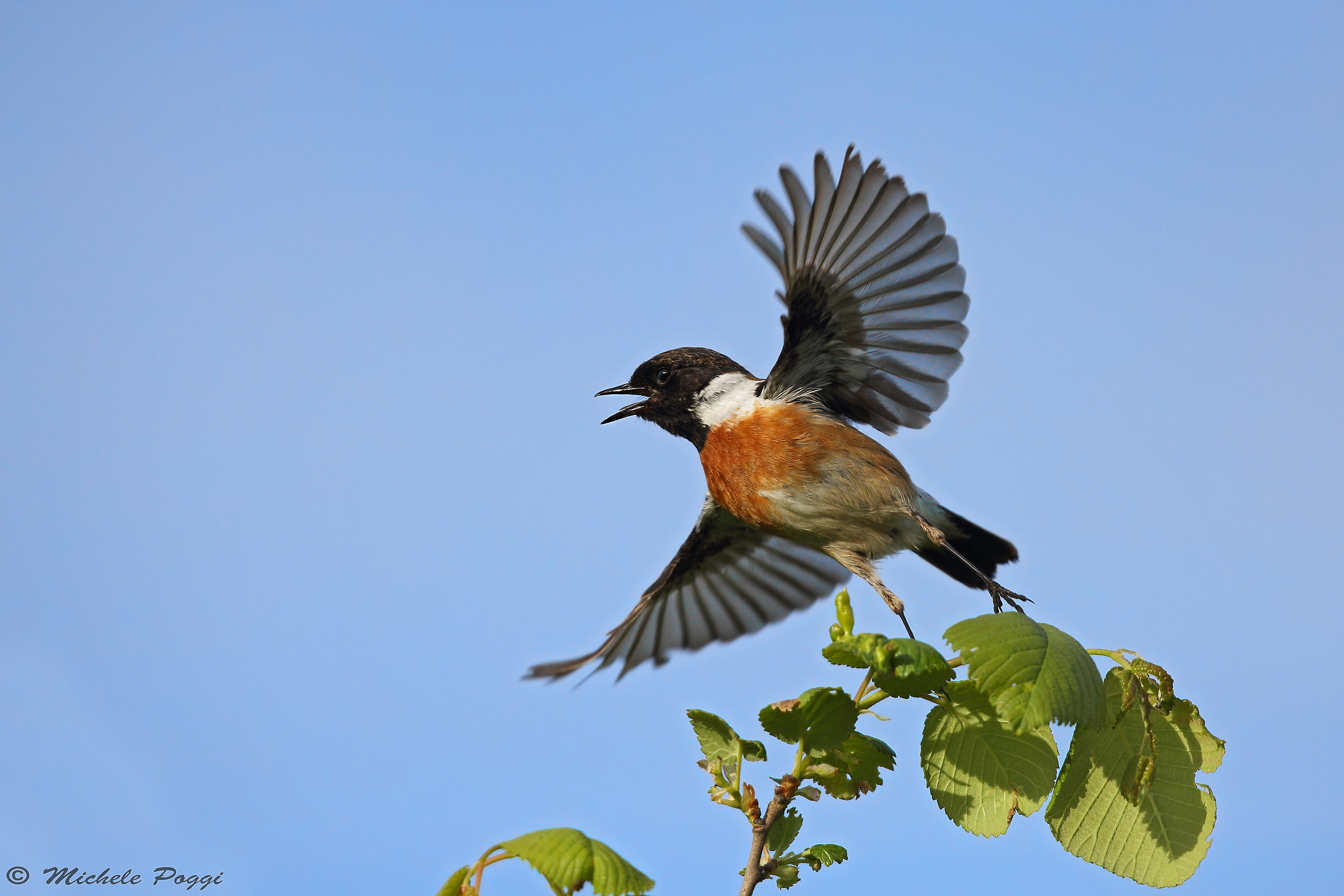 l 'fledging of Saltimpalo
