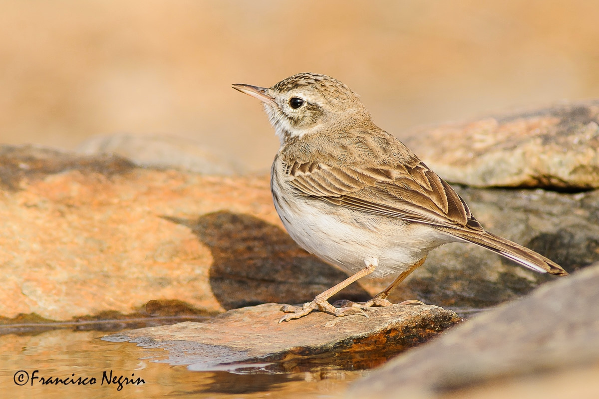 Berthelot's pipit