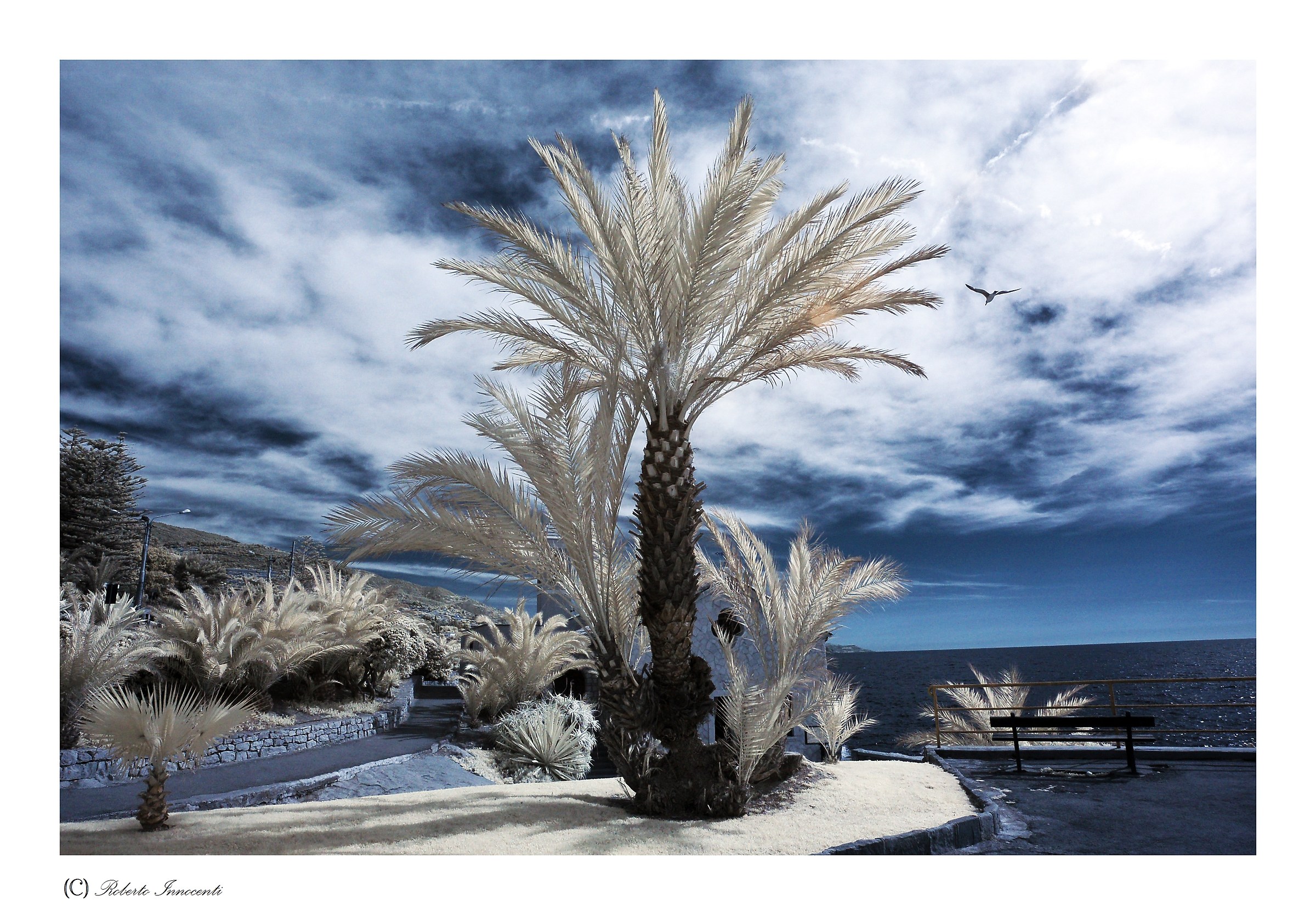 Un saluto dalla citta' delle palme(Bordighera)