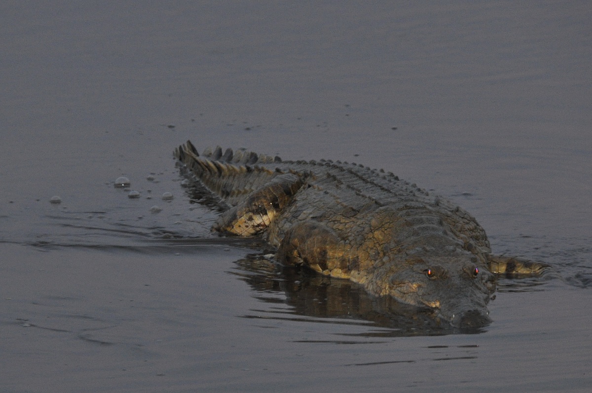 But how does the crocodile?