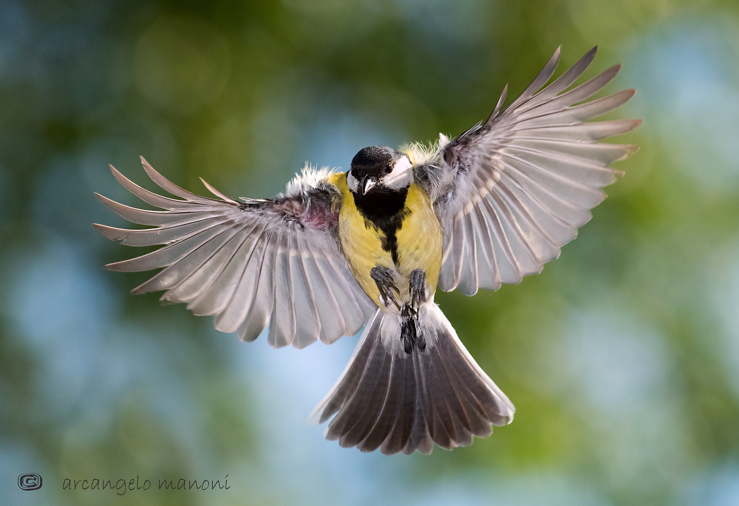 Cinciallegra: radiografia di un volo