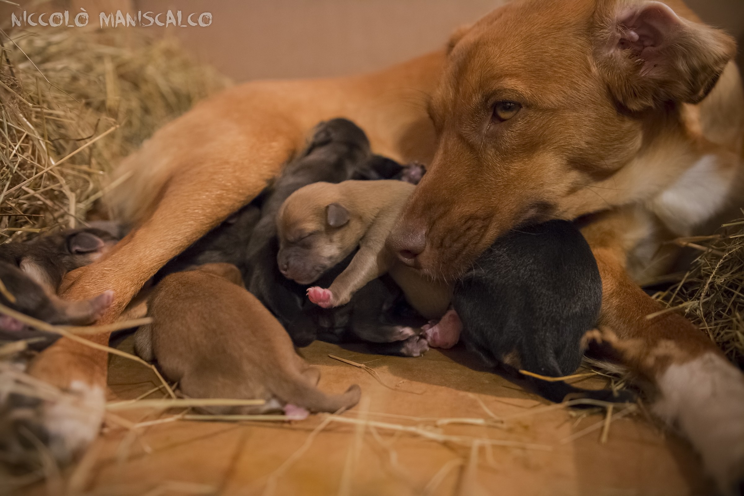 7 as the King of Rome