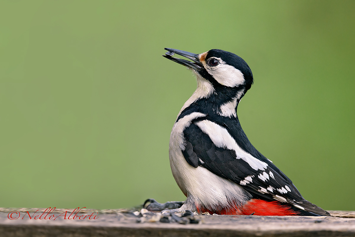 Great Spotted Woodpecker