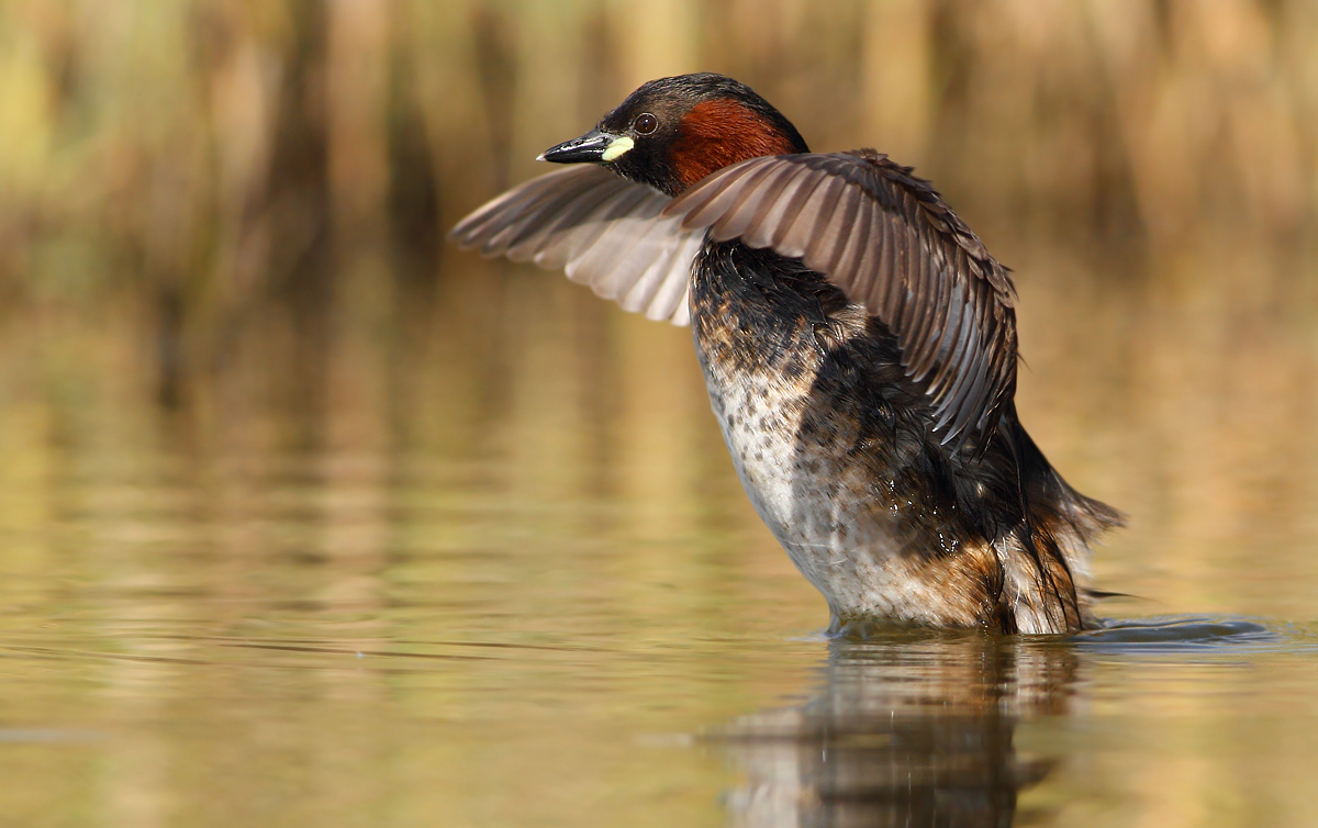 Little grebe