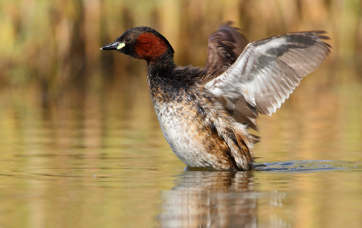 Little grebe