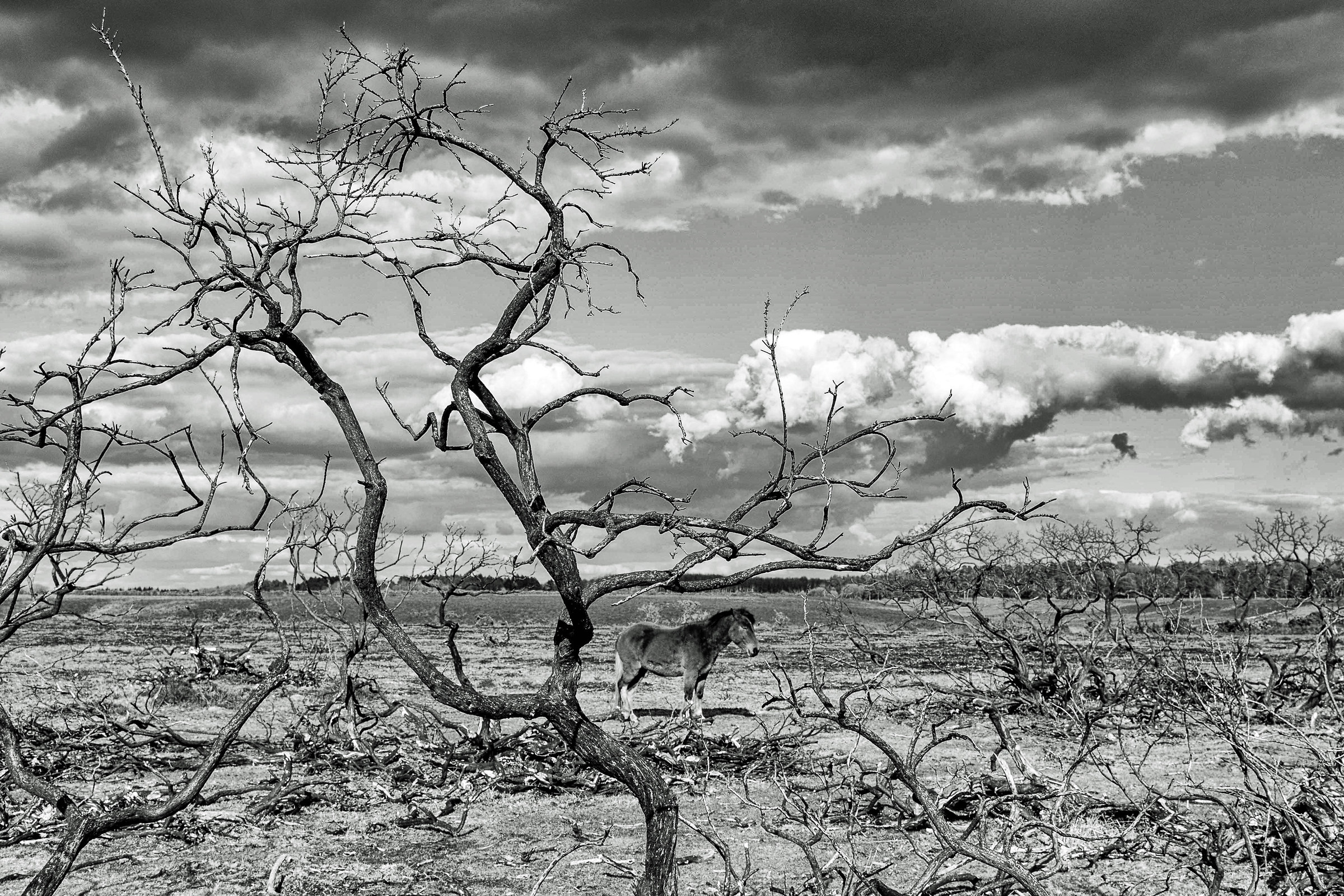 New Forest Pony (mono version)