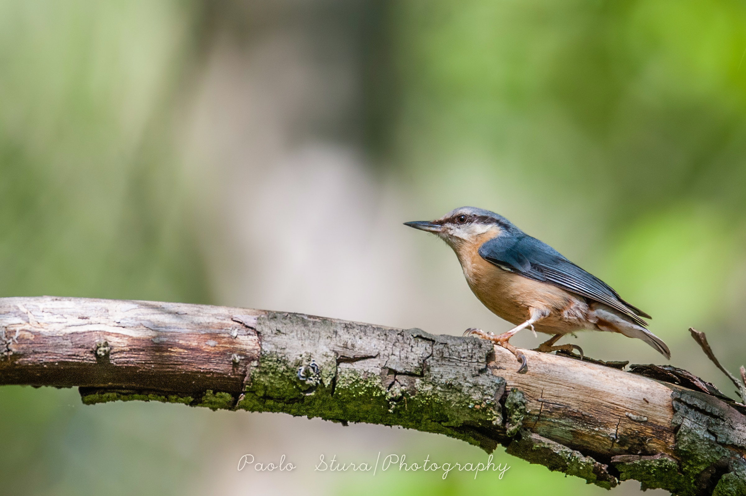nuthatch