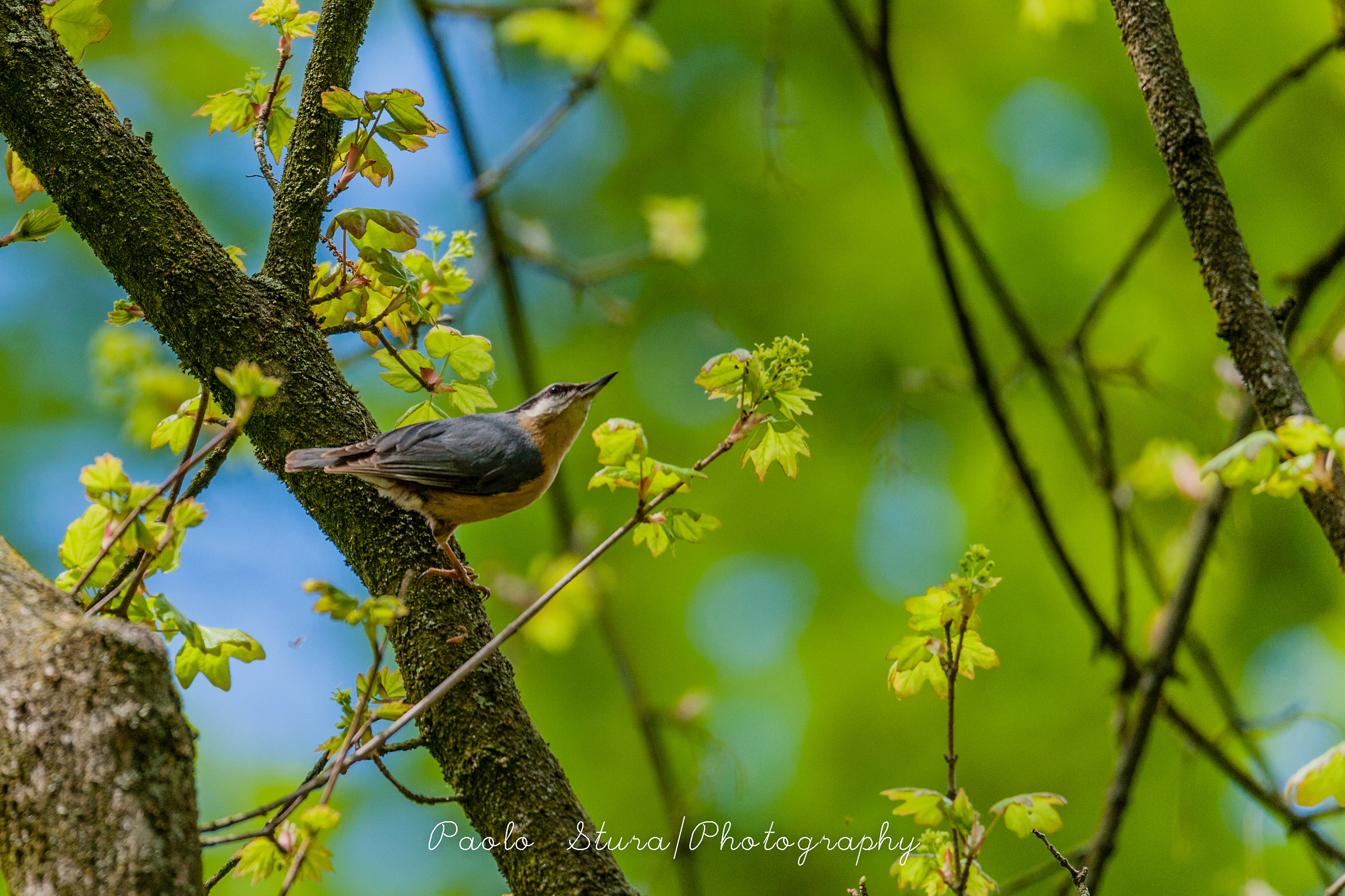 nuthatch