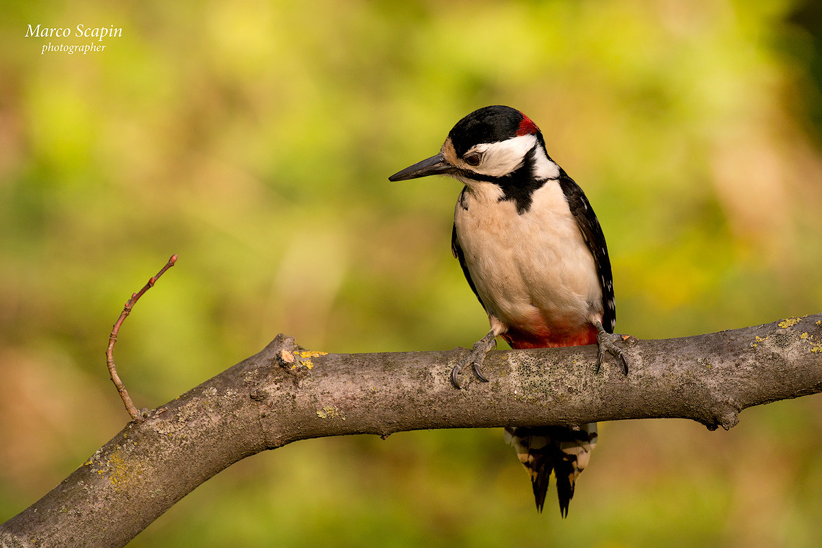 male woodpecker