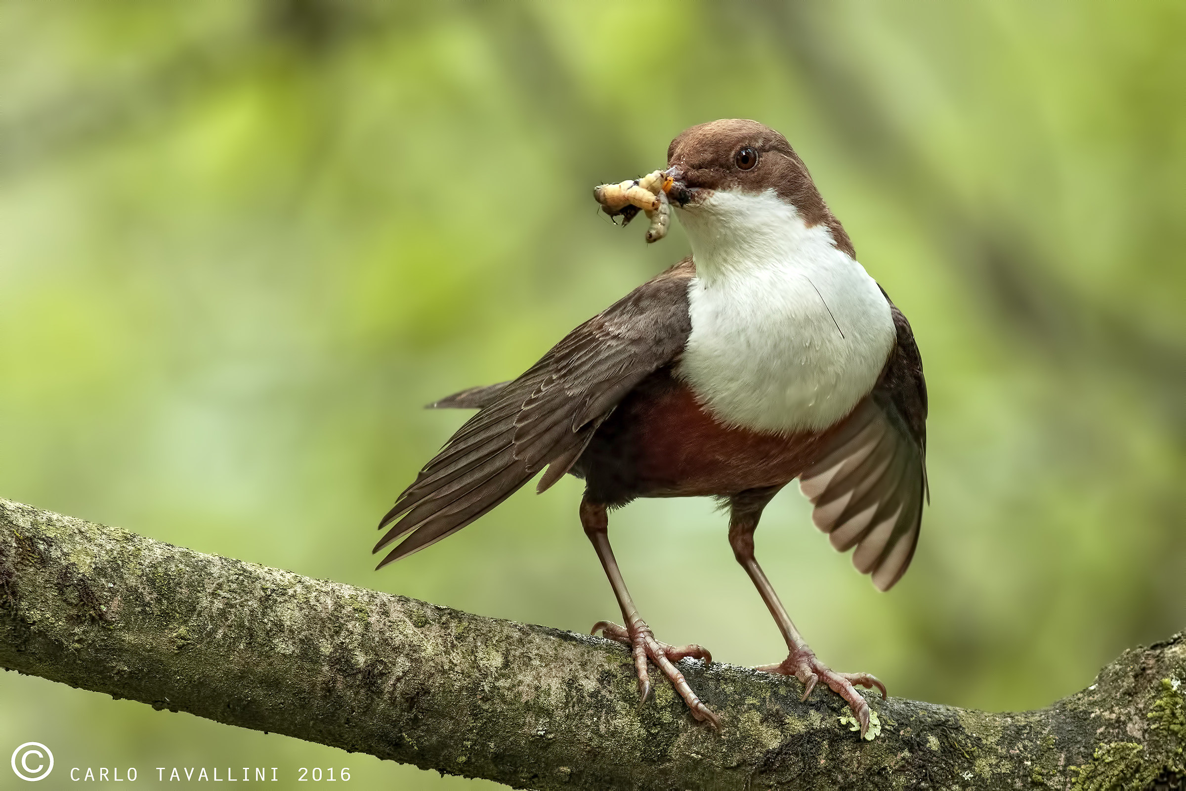 dipper