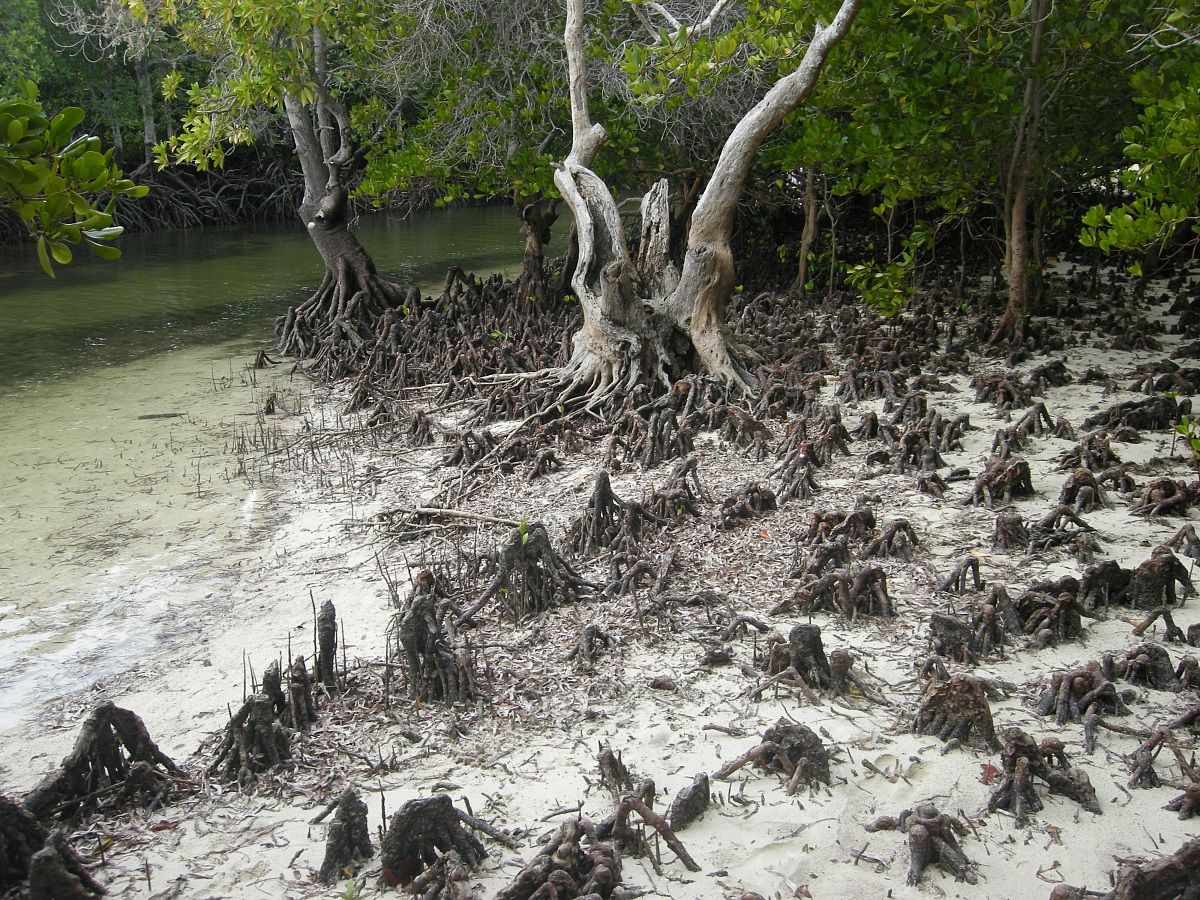 Mangroves