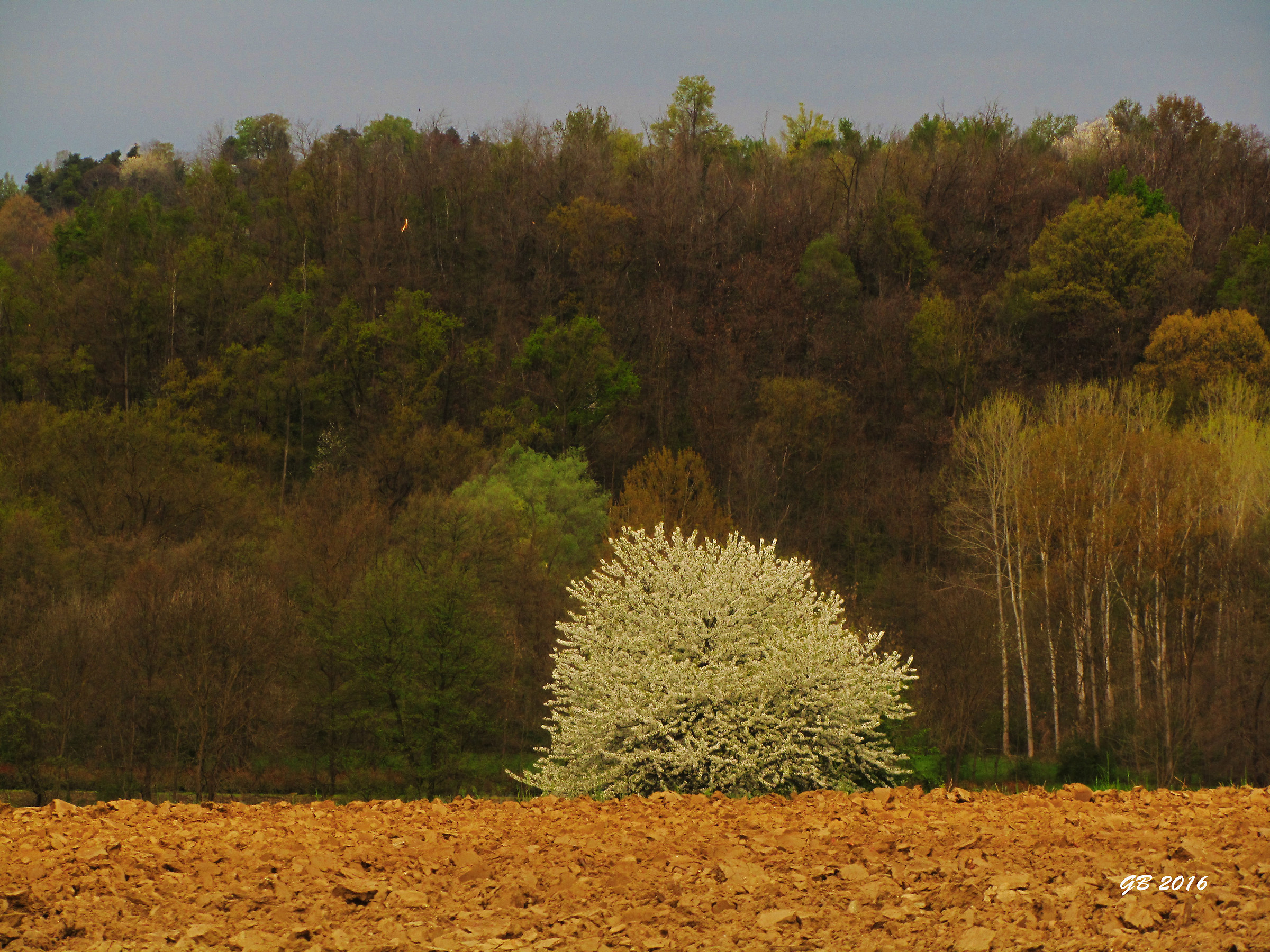 fioriture tra i campi
