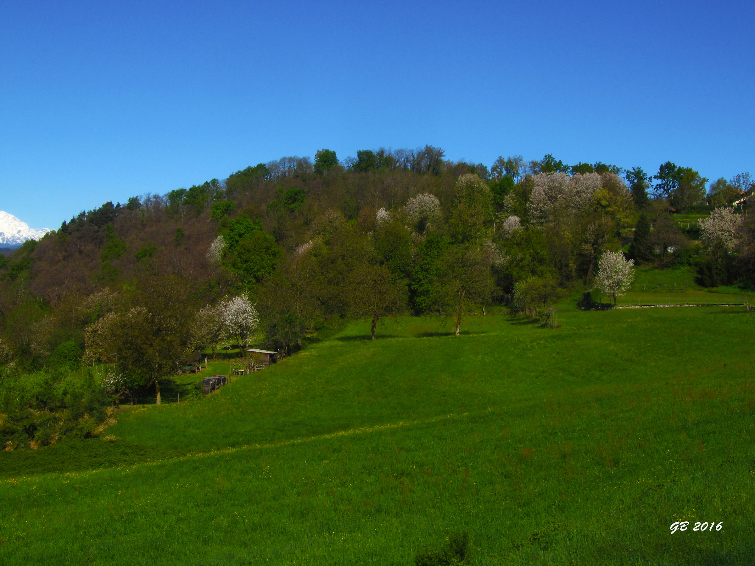 colline in fiore