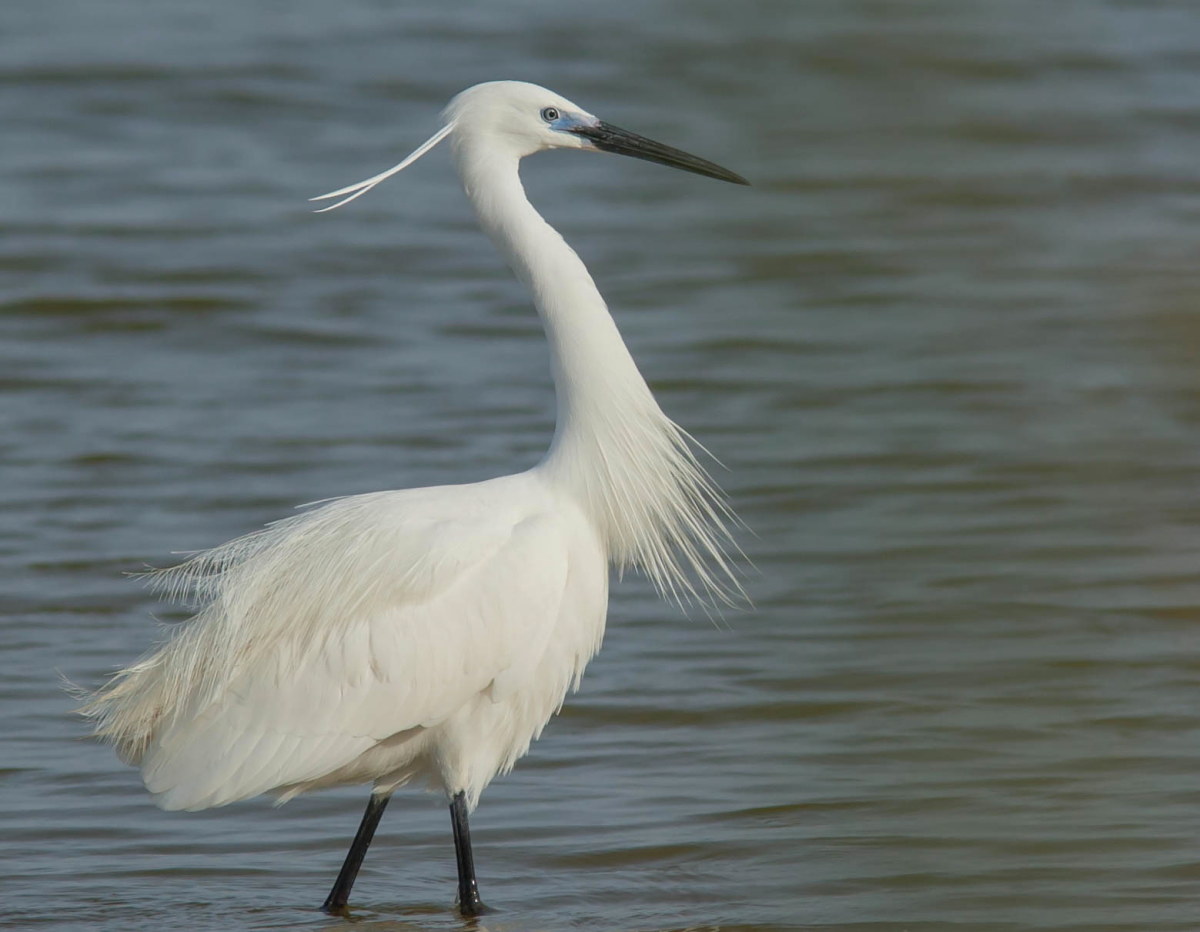 La signora in bianco