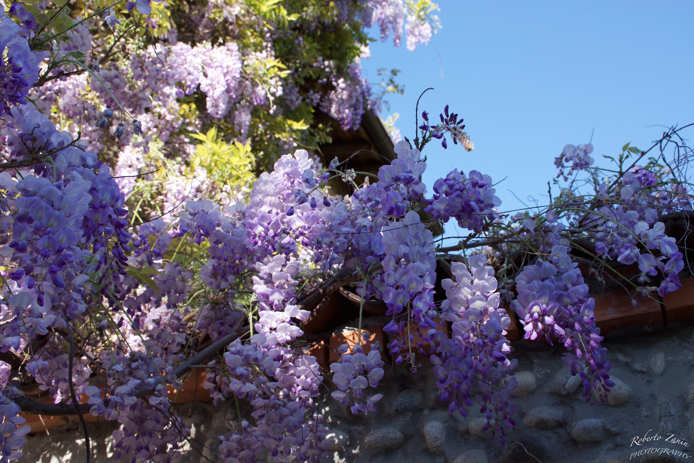 blooms of time ... to Glicini