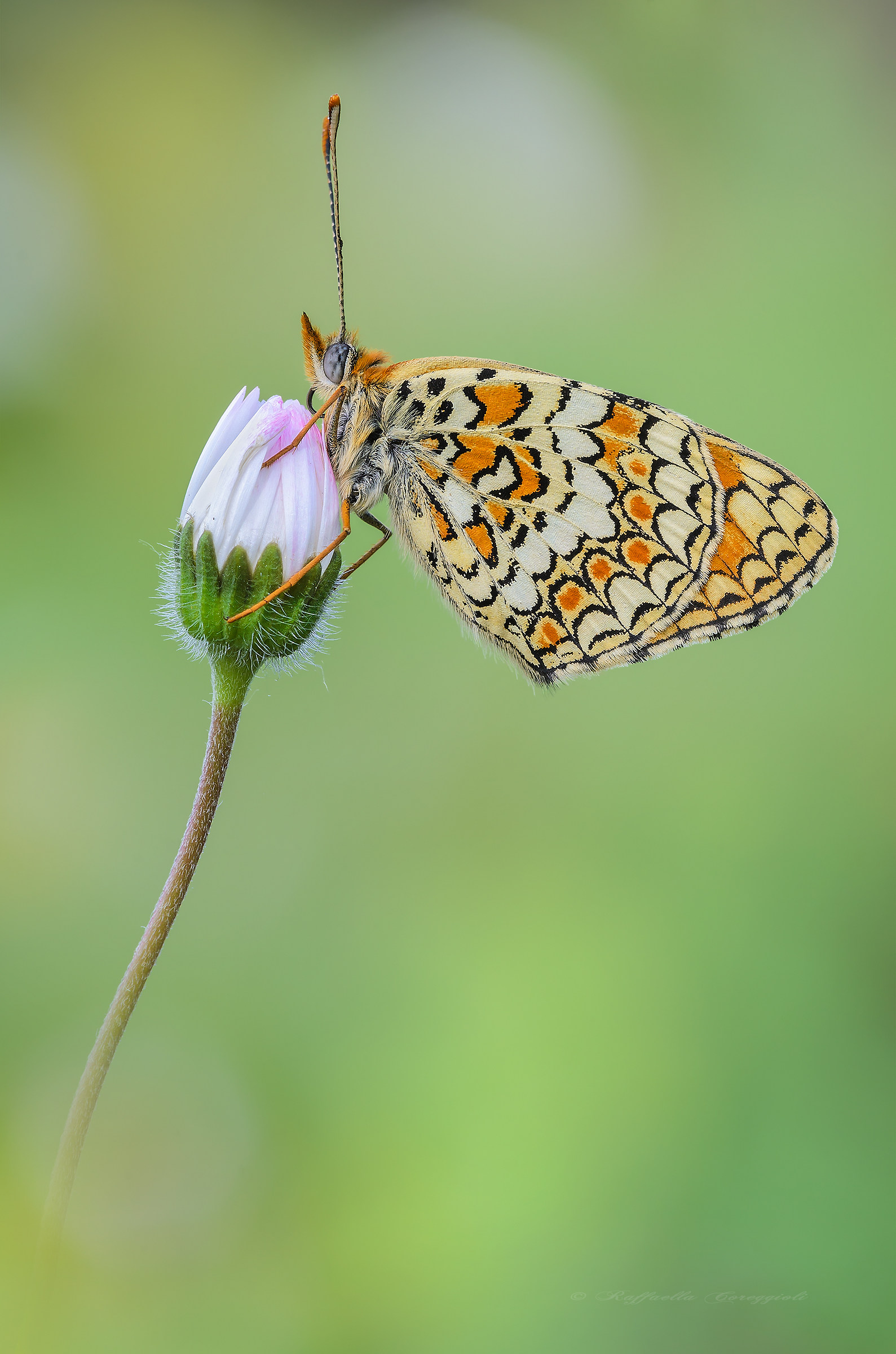 Melitaea phoebe