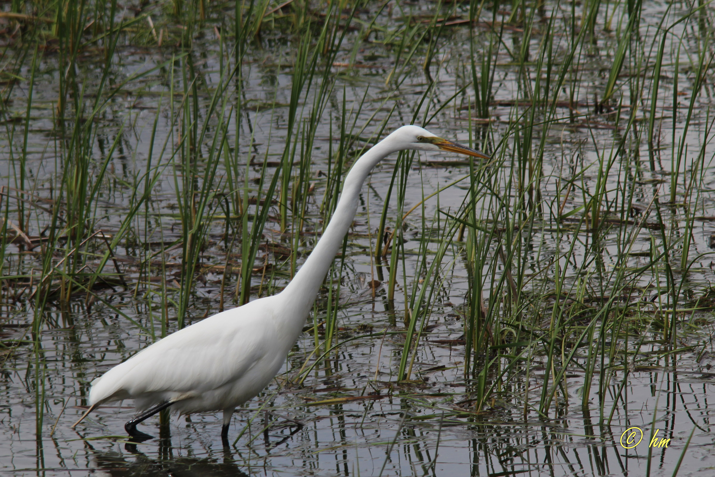 Airone bianco maggiore (Ardea alba)