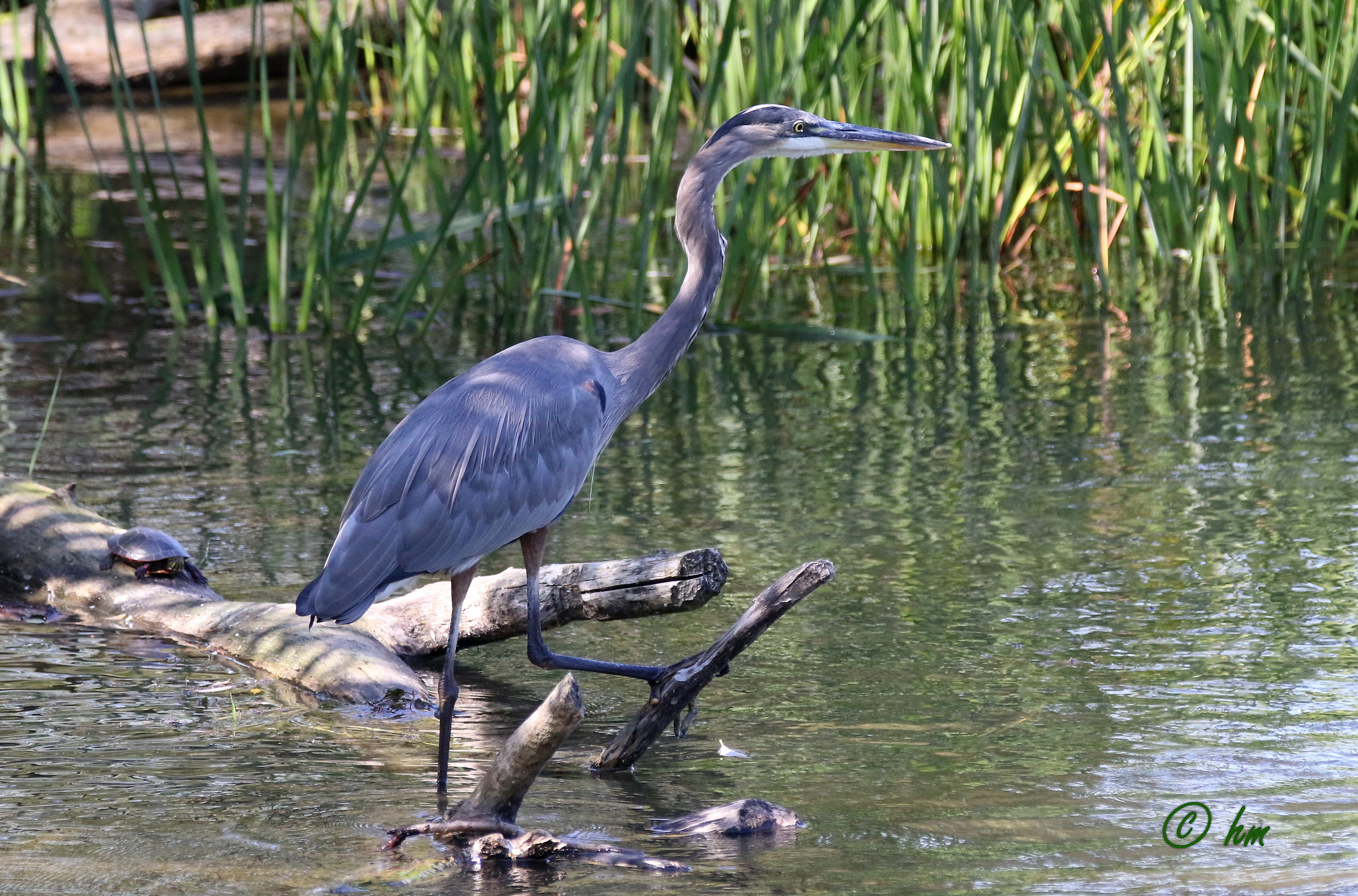 Airone cenerino (Ardea cinerea)