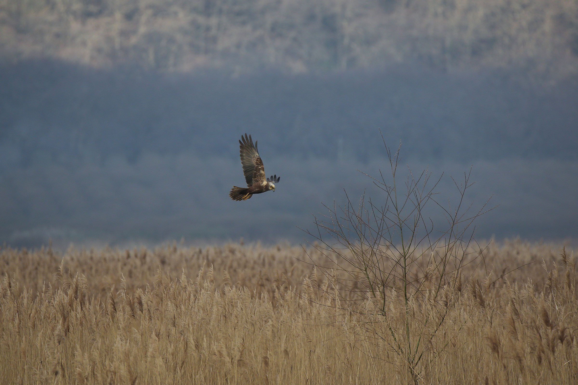 Set the marsh harrier