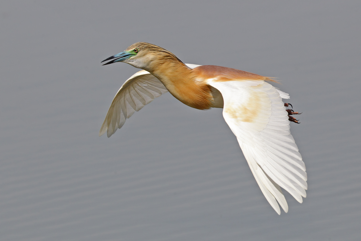 Sgarza ciuffetto in volo